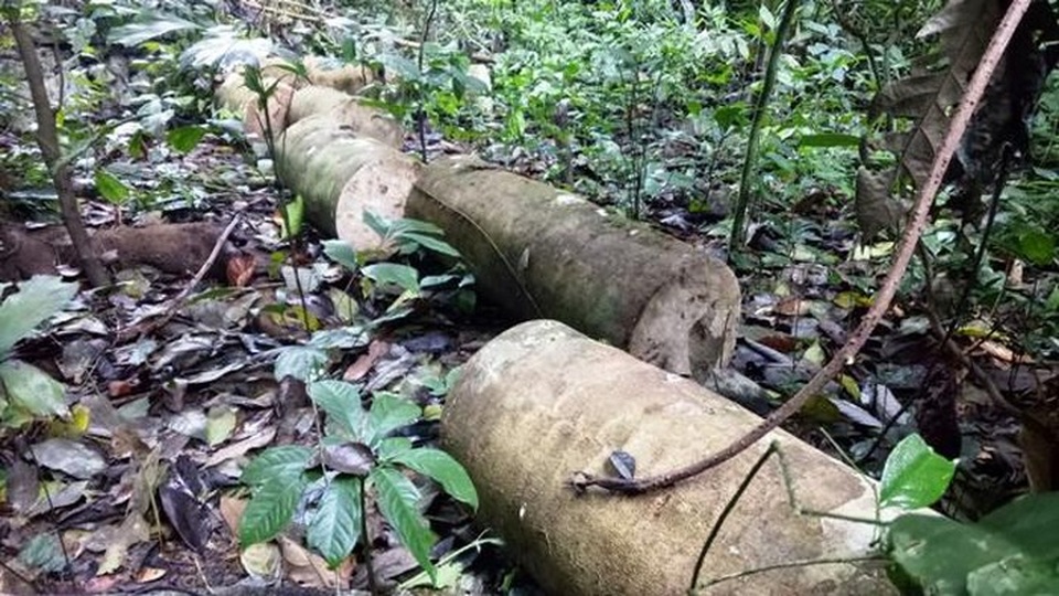 Để phá rừng hàng loạt, nhiều cán bộ kiểm lâm bị kỷ luật cảnh cáo - 1 Để phá rừng hàng loạt, nhiều cán bộ kiểm lâm bị kỷ luật cảnh cáo - 1