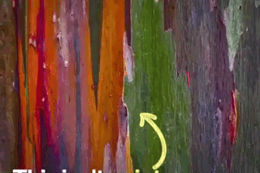 Loài cây sặc sỡ nhất hành tinh: Bức tranh sơn dầu tuyệt đẹp của tạo hóa!