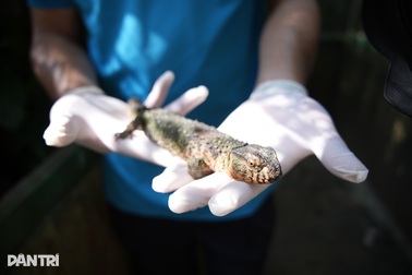 Cận cảnh loài thằn lằn cá sấu ở Việt Nam, có mặt từ thời khủng long