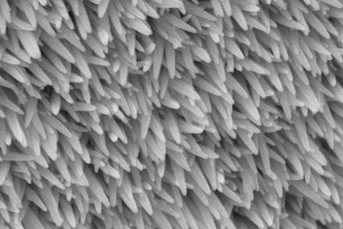 Các nhà khoa học chế tạo mắt nhân tạo như mắt côn trùng