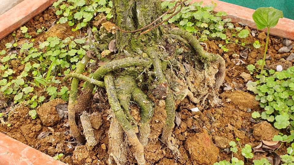Nhất chi mai to nhiều tiền, dân sành Hà thành mua cây nhỏ để bàn chơi Tết - 7 Nhất chi mai to nhiều tiền, dân sành Hà thành mua cây nhỏ để bàn chơi Tết - 7