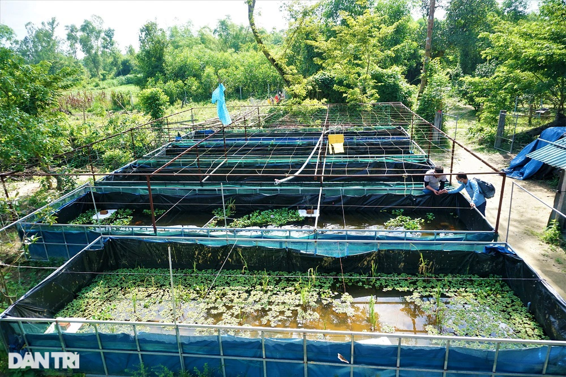 Nuôi cá tiểu thư, công tử đỏng đảnh, trai làng vớt tiền triệu mỗi tháng - 2 Nuôi cá tiểu thư, công tử đỏng đảnh, trai làng vớt tiền triệu mỗi tháng - 2