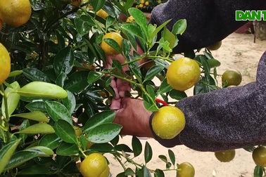 Làng quất cảnh Hội An tất bật cho mùa làm ăn lớn nhất năm