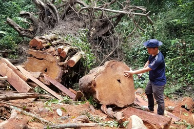 Cận cảnh những cây "đại thụ" giáng hương bị đốn hạ giữa rừng xanh