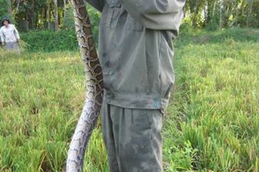 Bắt được trăn dài gần 2m nằm trong ruộng lúa