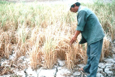 Gia Lai công bố hạn hán