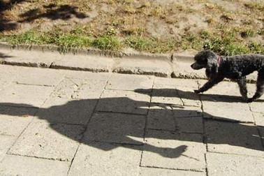 Sơ cứu khi bị chó cắn