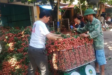 Thương lái Trung Quốc ngừng mua: Vải Lục Ngạn rớt thảm còn 4.000 đồng/kg