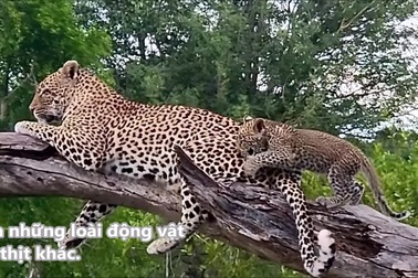 Báo hoa mai con bị ngã khi học trèo lên cây cùng mẹ