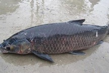 Bốn đại gia tranh nhau con cá trắm đen 10 kg ăn Tết